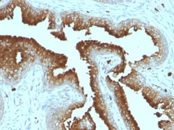 Biotium&nbsp;CD53(161-2), CF594 conjugate, 0.1mg/mL