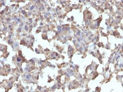 Biotium CD284 / TLR4(TLR4/230), CF594 conjugate, 0.1mg/mL, Quantity: Each