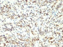 Biotium&nbsp;MyoD1(5.8A), CF594 conjugate, 0.1mg/mL