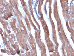 Biotium Liver Canuliculi(HSA98), CF594 conjugate, 0.1mg/mL, Quantity: Each