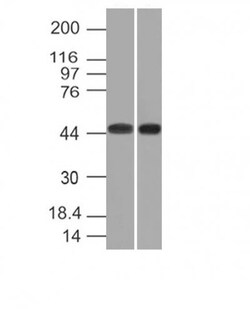 Biotium&nbsp;CD33(C33/69), CF594 conjugate, 0.1mg/mL