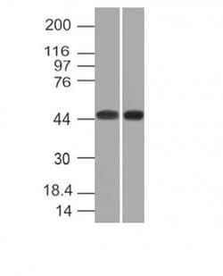 Biotium CD33(C33/69), CF594 conjugate, 0.1mg/mL, Quantity: Each of 1