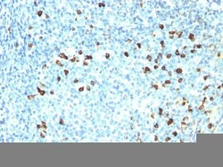 Biotium&nbsp;Human Lambda Light Chain(ICO-106), CF594 conjugate, 0.1mg/mL