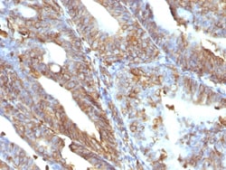 Biotium Vimentin (Mesenchymal Cell Marker)(V9), CF488A conjugate, 0.1mg/mL,