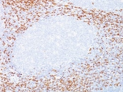 Biotium&nbsp;CD8(C8/468 + C8/144B), CF488A conjugate, 0.1mg/mL