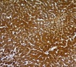 Biotium Hepatocyte Specific(OCH1E5), CF488A conjugate, 0.1mg/mL, Quantity: