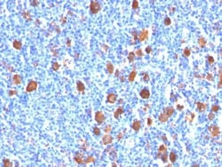 Biotium&nbsp;Fascin-1(FSCN1/416), CF488A conjugate, 0.1mg/mL