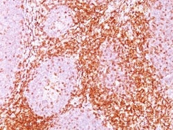 Biotium CD6(C6/372), CF488A conjugate, 0.1mg/mL, Quantity: Each of 1