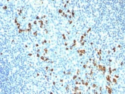 Biotium Human IgM Immunoglobulin(ICO-30), CF488A conjugate, 0.1mg/mL, Quantity: