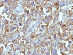 Biotium Small Cell Lung Cancer (SCLC)(MOC-52), CF488A conjugate, 0.1mg/mL,