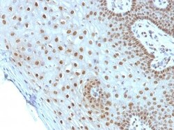 Biotium&nbsp;c-Myc(MYC275), CF488A conjugate, 0.1mg/mL