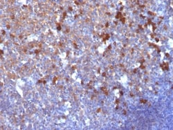 Biotium&nbsp;Human IgG Immunoglobulin(IG217), CF488A conjugate, 0.1mg/mL