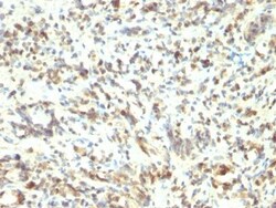 Biotium&nbsp;MyoD1(5.8A), CF488A conjugate, 0.1mg/mL