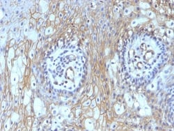 Biotium&nbsp;CD59 (heavy chain of Protectin)(BRA-10G), CF488A conjugate, 0.1mg/mL