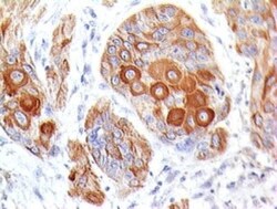 Biotium&nbsp;CD28(204.12), CF488A conjugate, 0.1mg/mL