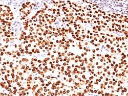 Biotium&nbsp;PLGF(PLGF93), CF488A conjugate, 0.1mg/mL