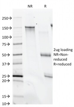 Biotium&nbsp;CD28(C28/74),  CF488A conjugate, 0.1mg/mL