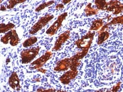 Biotium&nbsp;Thyroglobulin(2H11), CF488A conjugate, 0.1mg/mL