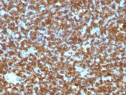 Biotium CD45RA(PTPRC/1131), CF568 conjugate, 0.1mg/mL, Quantity: Each of