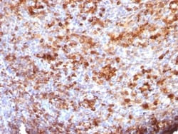 Biotium Human IgG Immunoglobulin(B33/20), CF568 conjugate, 0.1mg/mL, Quantity: