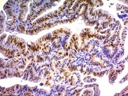 Biotium&nbsp;p21 / WAF1(DCS-60.2), CF568 conjugate, 0.1mg/mL