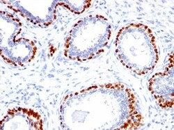 Biotium&nbsp;p40(Rabbit PAb), CF568 conjugate, 0.1mg/mL