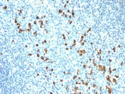 Biotium&nbsp;IgM ImmunoglobulinICO-30 CF568 conjugate 0.1mgmL