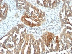 Biotium&nbsp;CD106 / VCAM1(B-K9), CF568 conjugate, 0.1mg/mL