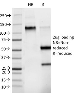 Biotium Phosphotyrosine (P-Tyr)(PY265), CF568 conjugate, 0.1mg/mL, Quantity: