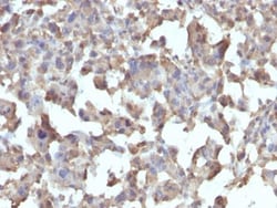 Biotium CD284 / TLR4(TLR4/230), CF568 conjugate, 0.1mg/mL, Quantity: Each