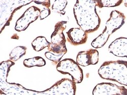 Biotium&nbsp;HCG-betahCGb459 CF568 conjugate 0.1mgmL