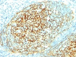 Biotium&nbsp;CD106 / VCAM1(1.4C3), CF568 conjugate, 0.1mg/mL