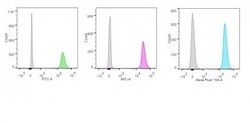 Biotium p55;50 EBV-Early Antigen(1108-1), CF568 conjugate, 0.1mg/mL, Quantity: