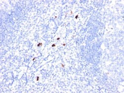 Biotium&nbsp;Granulocyte Marker(BM-1), CF568 conjugate, 0.1mg/mL