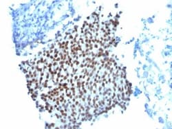 Biotium&nbsp;p21 / WAF1(WA-1), CF568 conjugate, 0.1mg/mL