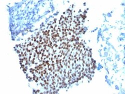 Biotium&nbsp;p21  WAF1WA-1 CF568 conjugate 0.1mgmL