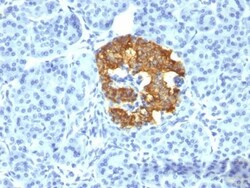 Biotium&nbsp;Insulin(2D11-H5), CF568 conjugate, 0.1mg/mL