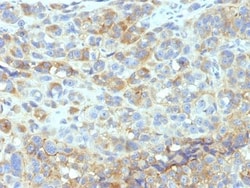 Biotium CD54(W-CAM-1; same as Wehi-CAM-1 or 1H4), CF647 conjugate, 0.1mg/mL,