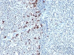 Biotium&nbsp;Human Kappa Light Chain(HP6053), CF647 conjugate, 0.1mg/mL