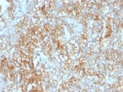 Biotium&nbsp;CD147(8D6), CF647 conjugate, 0.1mg/mL