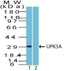 Biotium UPK3A (Uroplakin 3A)(Rabbit PAb), CF647 conjugate, 0.1mg/mL, Quantity: