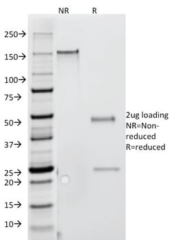 Biotium&nbsp;Interferon gamma (IFNG)(G-23),  CF647 conjugate, 0.1mg/mL