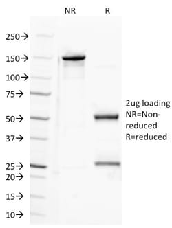 Biotium CD100 (Semaphorin-4D)(A8), CF647 conjugate, 0.1mg/mL, Quantity: