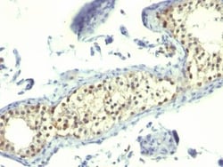 Biotium&nbsp;Complement C4d(C4D205), CF647 conjugate, 0.1mg/mL