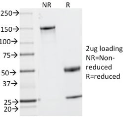 Biotium CD2 / Lymphocyte Function Antigen 2 (LFA-2)(UMCD2), CF647 conjugate,