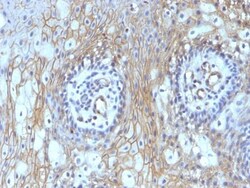 Biotium&nbsp;CD59 (heavy chain of Protectin)(BRA-10G), CF647 conjugate, 0.1mg/mL