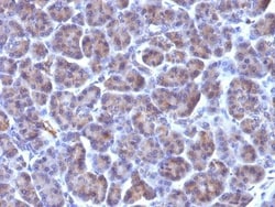 Biotium&nbsp;CMV-p65(CMV100), CF647 conjugate, 0.1mg/mL