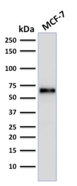 Biotium Estrogen Receptor, alpha (Marker of Estrogen Dependence)(ER506),