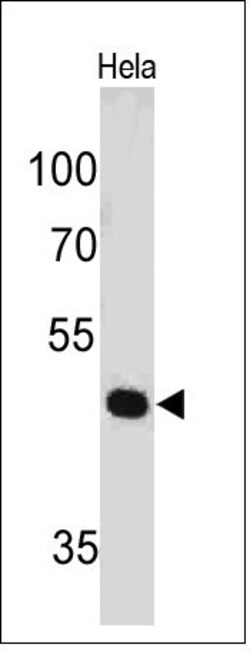 Biotium&nbsp;PAX7(PAX7/497), CF543 conjugate, 0.1mg/mL