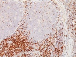 Biotium&nbsp;CD5CD554F6 CF640R conjugate 0.1mgmL